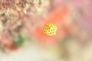 ミナミハコフグ