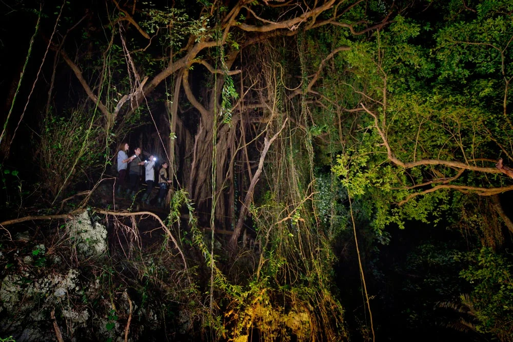 夜、森、ジャングル、探検、懐中電灯、人々、大木、気根、つる植物、暗闇、自然、アドベンチャー