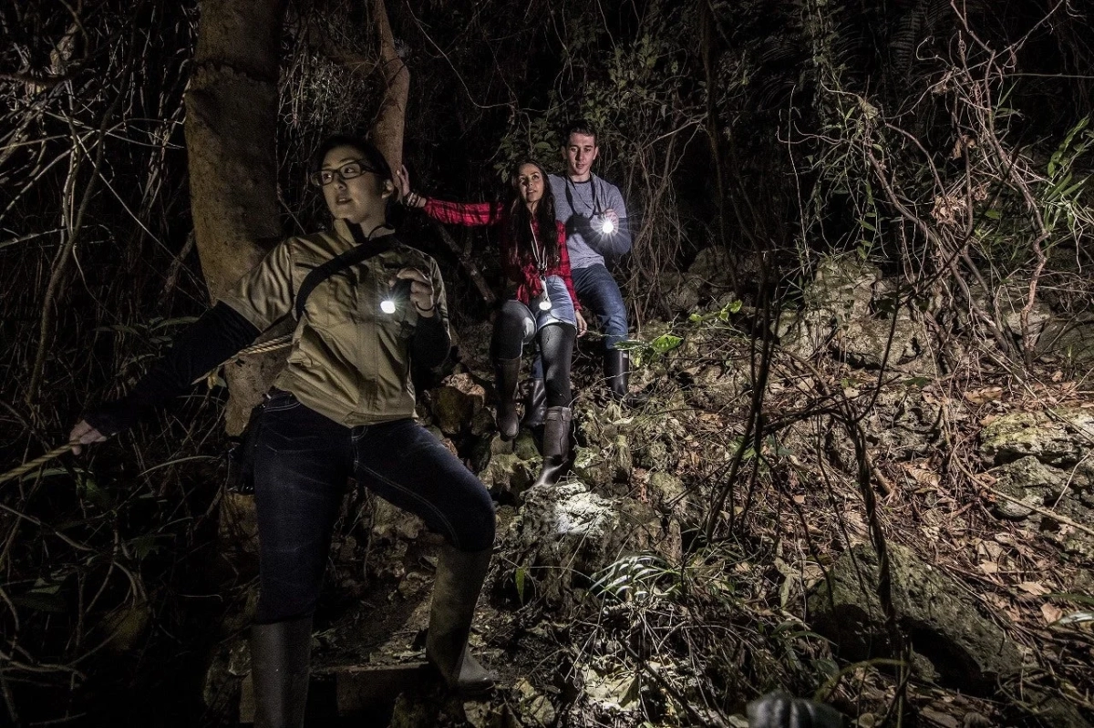 夜の森、ジャングル、トレッキング、探検、懐中電灯、冒険、アウトドア、ハイキング、グループ、暗闇